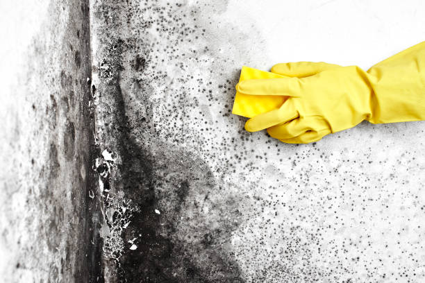 Professional Mold Remediation in Mont Alto, PA